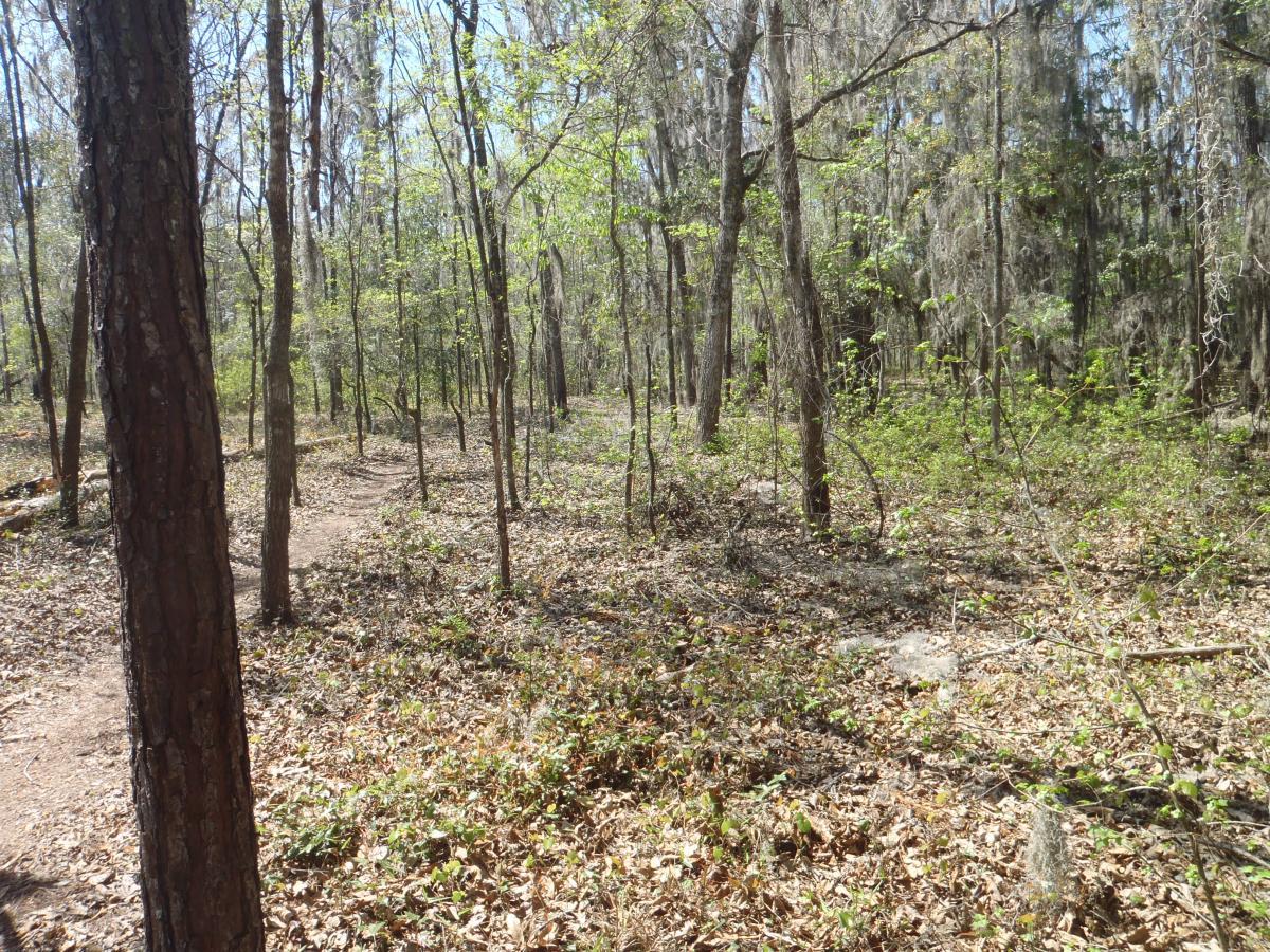 A wooded area featuring tall trees with green leaves, scattered underbrush, and a dirt path winding through the landscape. Sunlight filters through the branches, illuminating the forest floor covered with dried leaves. Pine For You mountain bike trail.