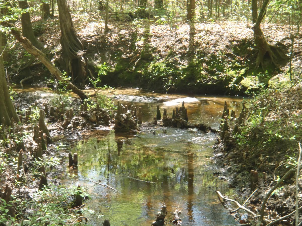 A picturesque view of a serene stream flowing through a wooded area, surrounded by cypress trees and stumps emerging from the water. Sunlight filters through the trees, creating dappled reflections on the water's surface, while lush greenery and fallen leaves accent the tranquil setting. San Felasco Hammock Preserve mountain bike trail.