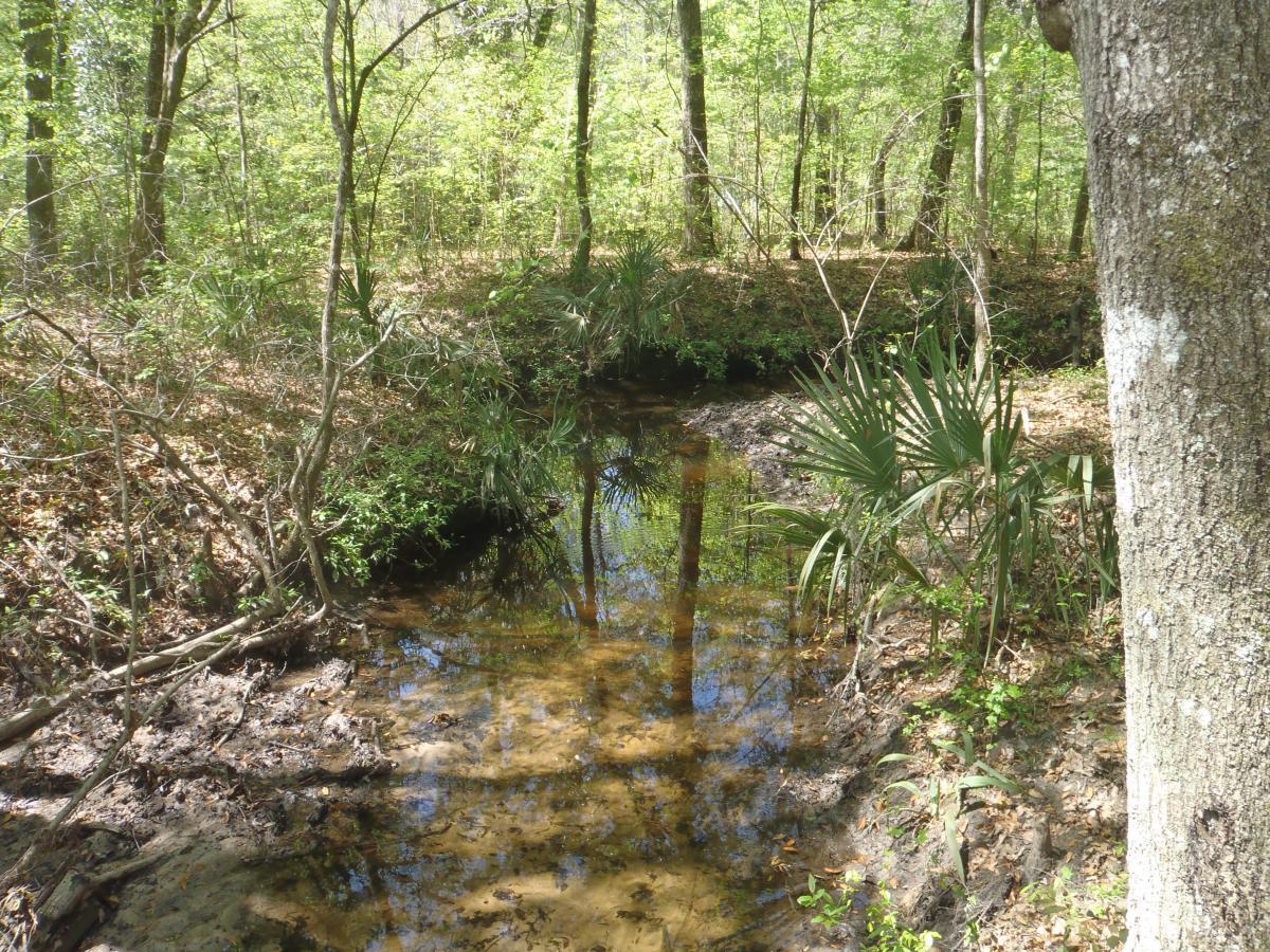 A tranquil scene of a wooded area featuring a small, calm stream. The water reflects the surrounding trees and greenery, while lush vegetation and palm-like plants grow along the banks. Sunlight filters through the leaves, creating a peaceful atmosphere in this natural setting. San Felasco Hammock Preserve mountain bike trail.