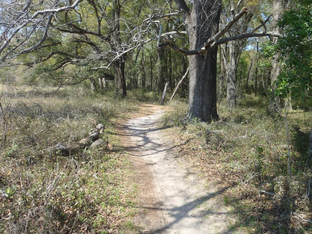 A narrow dirt path winding through a woodland area, surrounded by trees and underbrush. Sunlight filters through the foliage, casting shadows on the path. The scene conveys a sense of tranquility and natural beauty. Cellon Creek Loop mountain bike trail.