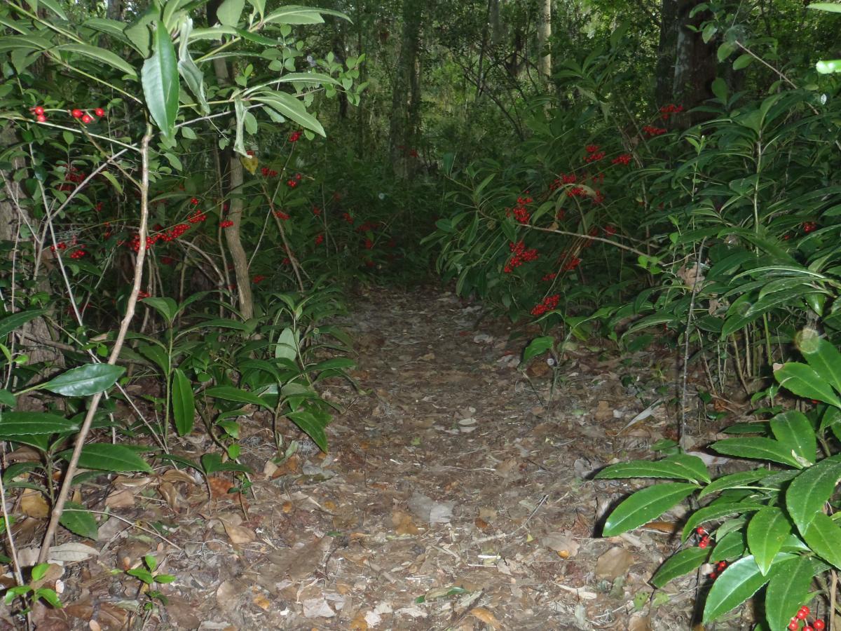 A narrow pathway surrounded by lush green foliage and vibrant red berries, leading into a dense forest. The ground is covered with fallen leaves, creating a natural trail amidst the greenery. Esterbrook Trails mountain bike trail.