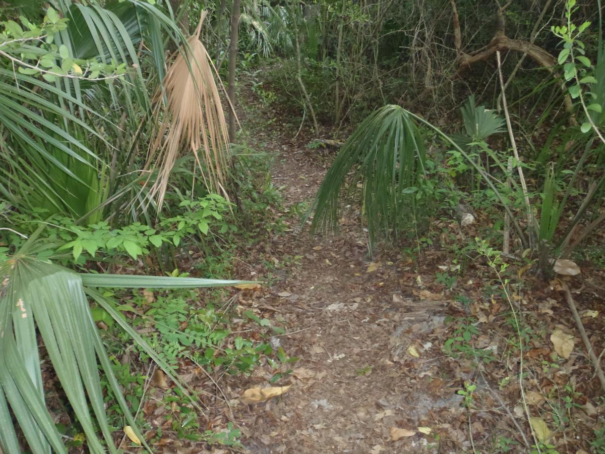 A narrow trail winding through dense greenery in a tropical environment, flanked by various types of foliage including palm leaves and underbrush, with scattered fallen leaves on the ground. Esterbrook Trails mountain bike trail.