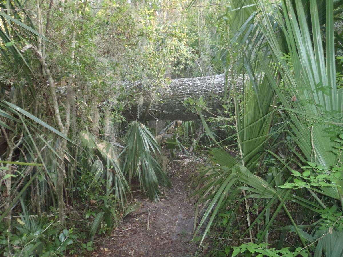 A dense forest scene with a fallen tree blocking a narrow path, surrounded by lush green vegetation, including palmetto plants and hanging Spanish moss. The atmosphere conveys a sense of wilderness and natural beauty. Esterbrook Trails mountain bike trail.