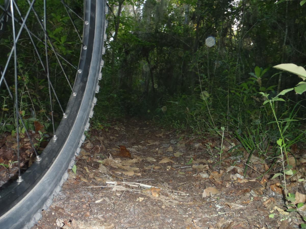 A close-up view of a mountain bike tire resting next to a narrow dirt trail surrounded by dense greenery. Leaves and small plants are visible along the path, with hints of sunlight filtering through the trees in the background. Esterbrook Trails mountain bike trail.