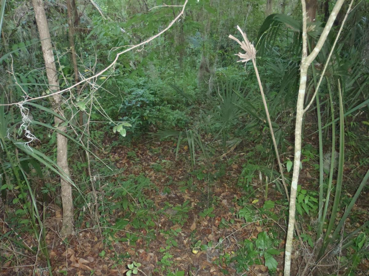 A dense forest scene featuring various green plants, underbrush, and trees, with a carpet of fallen leaves on the ground. The sunlight filters through the foliage, creating a natural, serene atmosphere. Esterbrook Trails mountain bike trail.