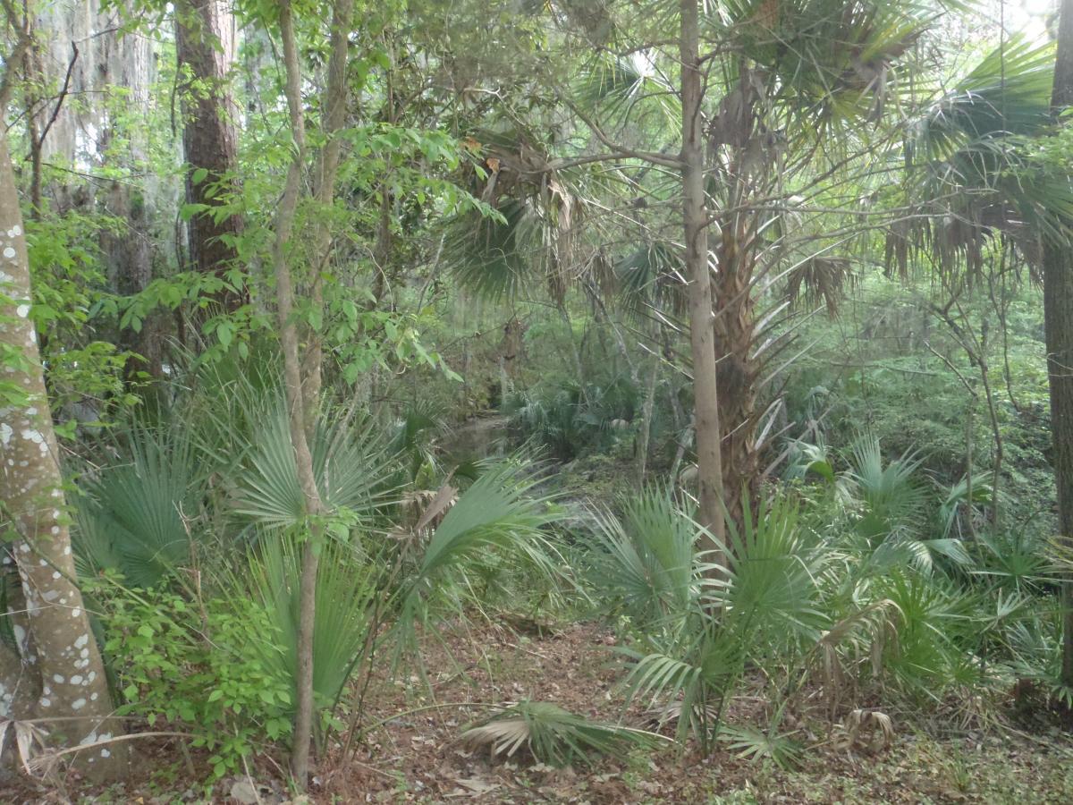 Lush green vegetation in a dense forest, featuring tall trees, palm fronds, and underbrush, with light filtering through the foliage. Esterbrook Trails mountain bike trail.