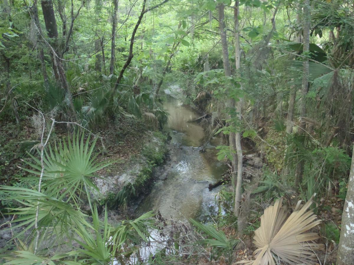 A serene view of a wooded area featuring a gentle stream flowing through lush greenery, surrounded by various plants and trees, including palm fronds. The scene captures the tranquility of nature with dappled light filtering through the leaves. Esterbrook Trails mountain bike trail.