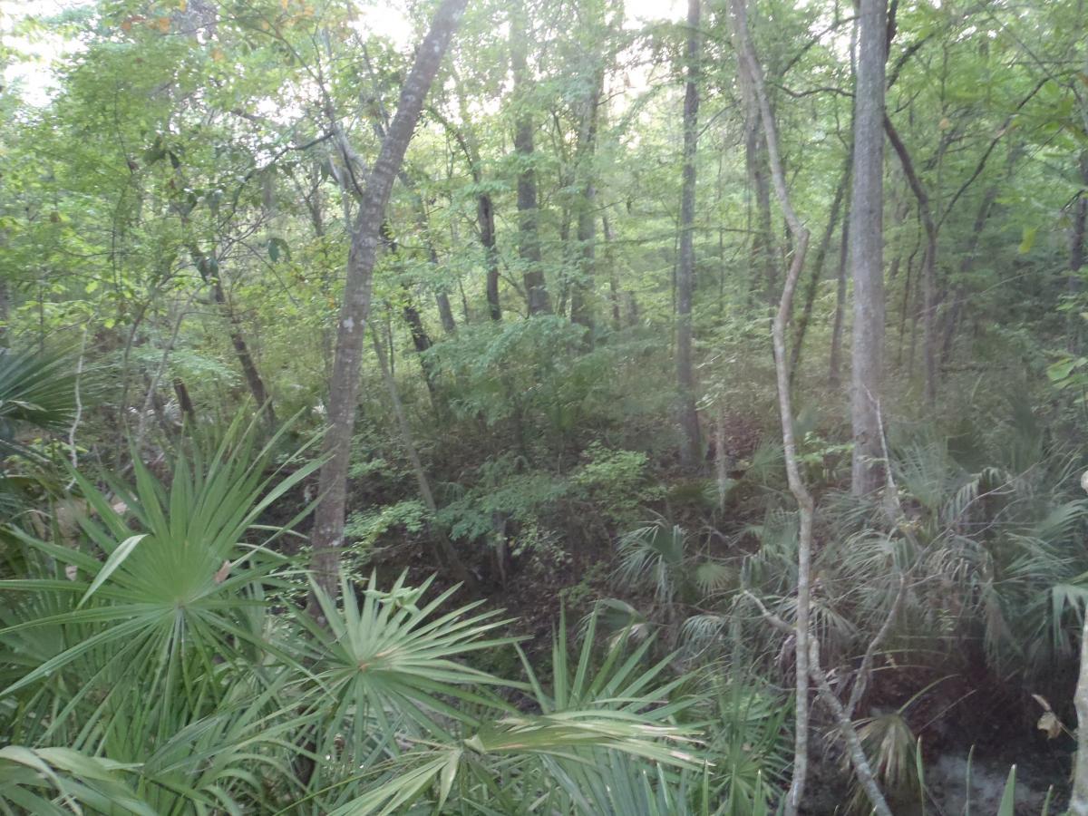 A dense forest scene featuring tall trees and lush greenery, with various types of palm plants in the foreground. The setting appears tranquil and natural, with light filtering through the leaves, creating a serene atmosphere. Esterbrook Trails mountain bike trail.