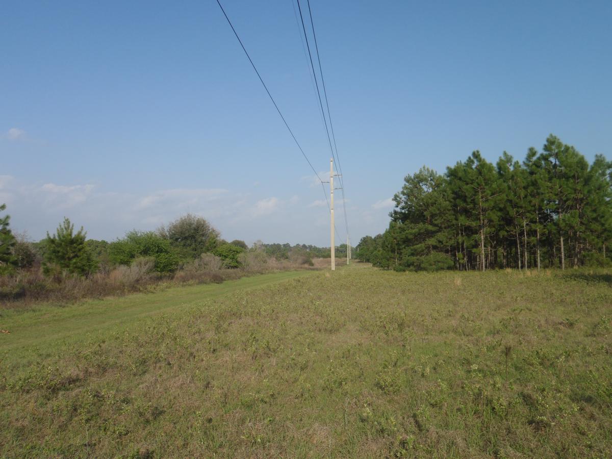 A wide open field with tall grass extending to the horizon, flanked by trees on one side and utility poles along a power line cutting through the landscape under a clear blue sky. San Felasco Hammock Preserve mountain bike trail.