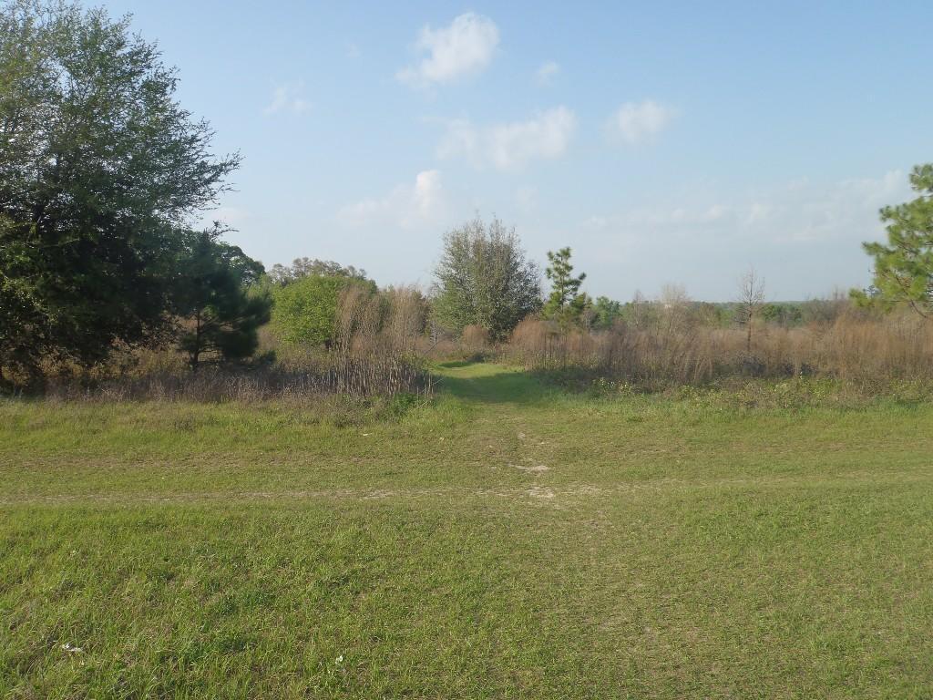 A serene landscape featuring a grassy path winding through a natural area. Lush greenery and sparse trees line the path, with a bright blue sky and scattered clouds overhead. The scene suggests an inviting area for walking or exploring nature. San Felasco Hammock Preserve mountain bike trail.