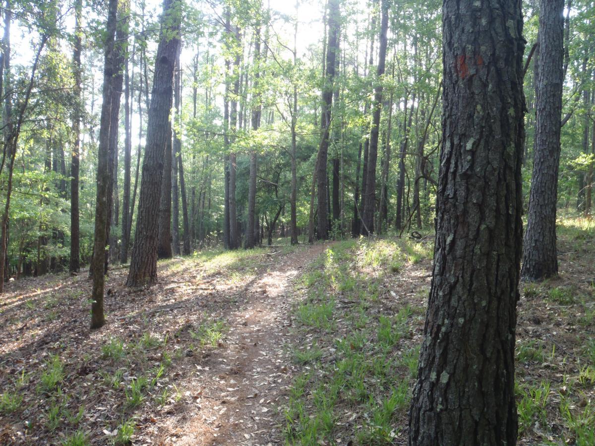 A sunlit forest scene with tall trees casting long shadows over a dirt path, surrounded by green grass and scattered leaves. The sunlight filters through the foliage, creating a warm, tranquil atmosphere in the woods. Tung Nut Loop mountain bike trail.