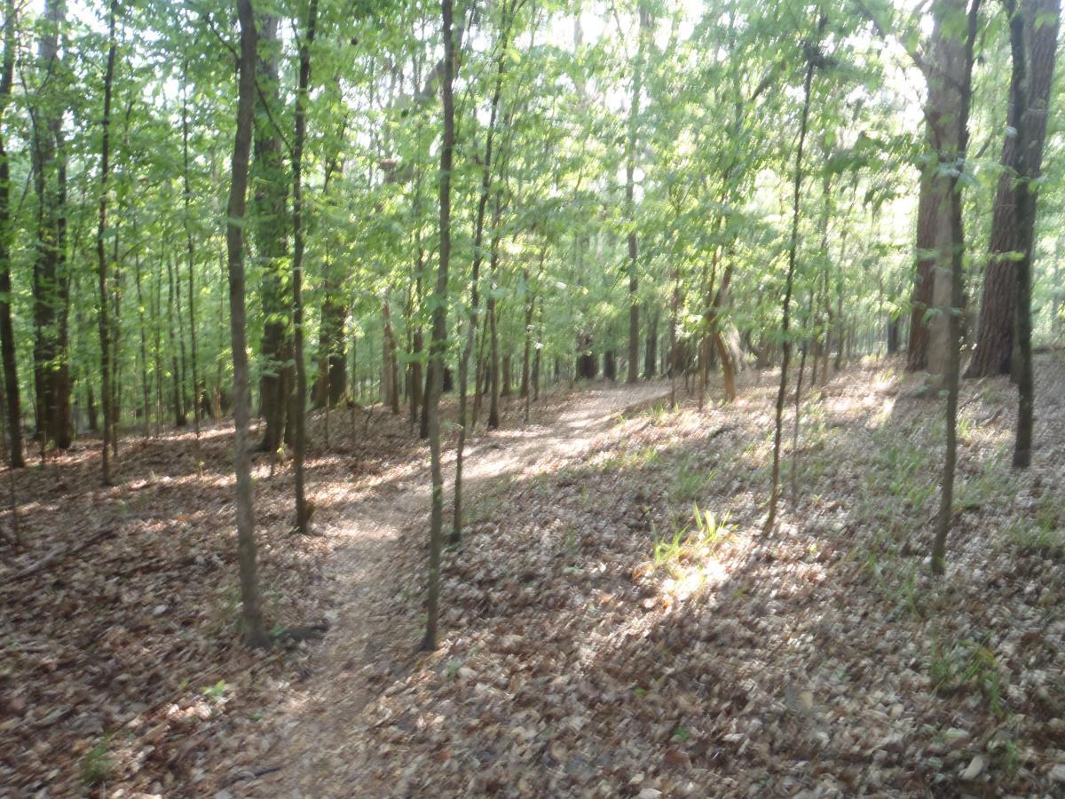 A winding dirt path through a lush, green forest, surrounded by tall trees and dappled sunlight filtering through the leaves, with a carpet of fallen leaves on the ground. Tung Nut Loop mountain bike trail.