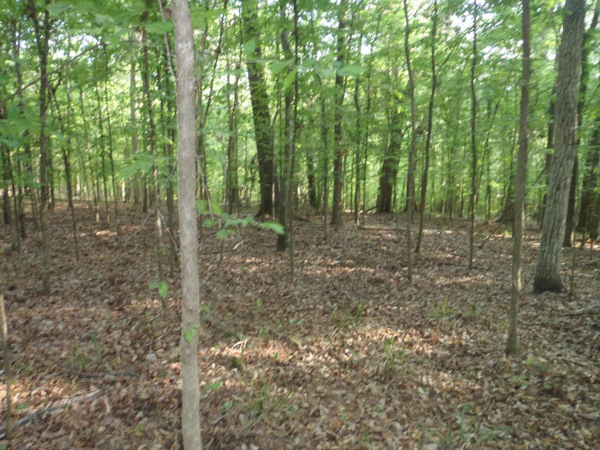 A dense forest scene featuring tall trees with green leaves and a forest floor covered in fallen leaves and twigs. The sunlight filters through the tree canopy, creating a dappled light effect on the ground. Tung Nut Loop mountain bike trail.