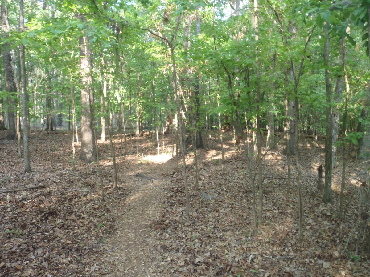 A serene hiking trail winding through a dense forest, with tall trees and vibrant green leaves. Sunlight filters through the canopy, casting dappled light on the leaf-covered ground. The path is surrounded by earthy tones of brown and green, inviting exploration. Tung Nut Loop mountain bike trail.