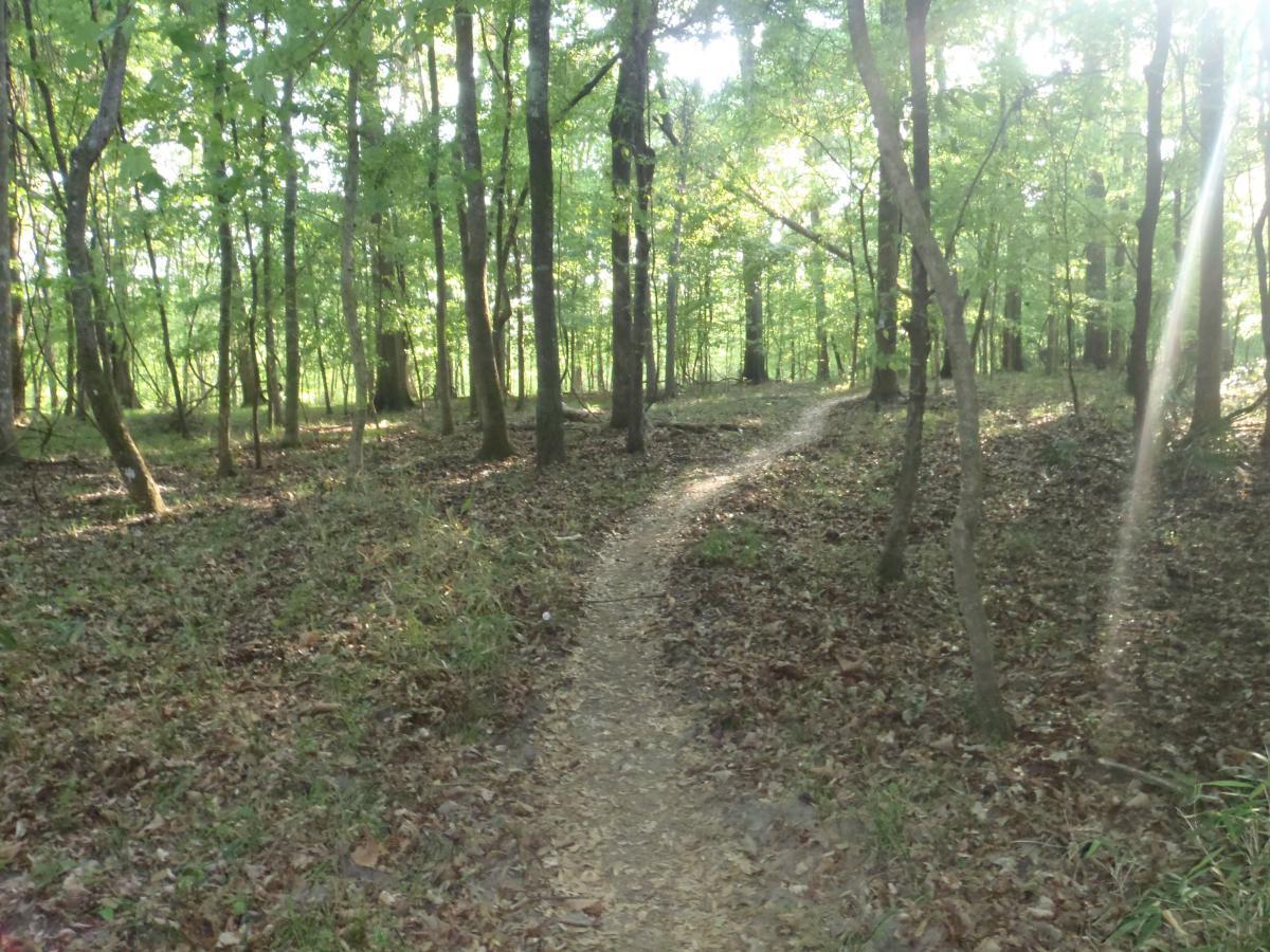 A winding dirt path through a lush green forest, surrounded by tall trees and scattered leaves on the ground, with sunlight filtering through the canopy. Tung Nut Loop mountain bike trail.