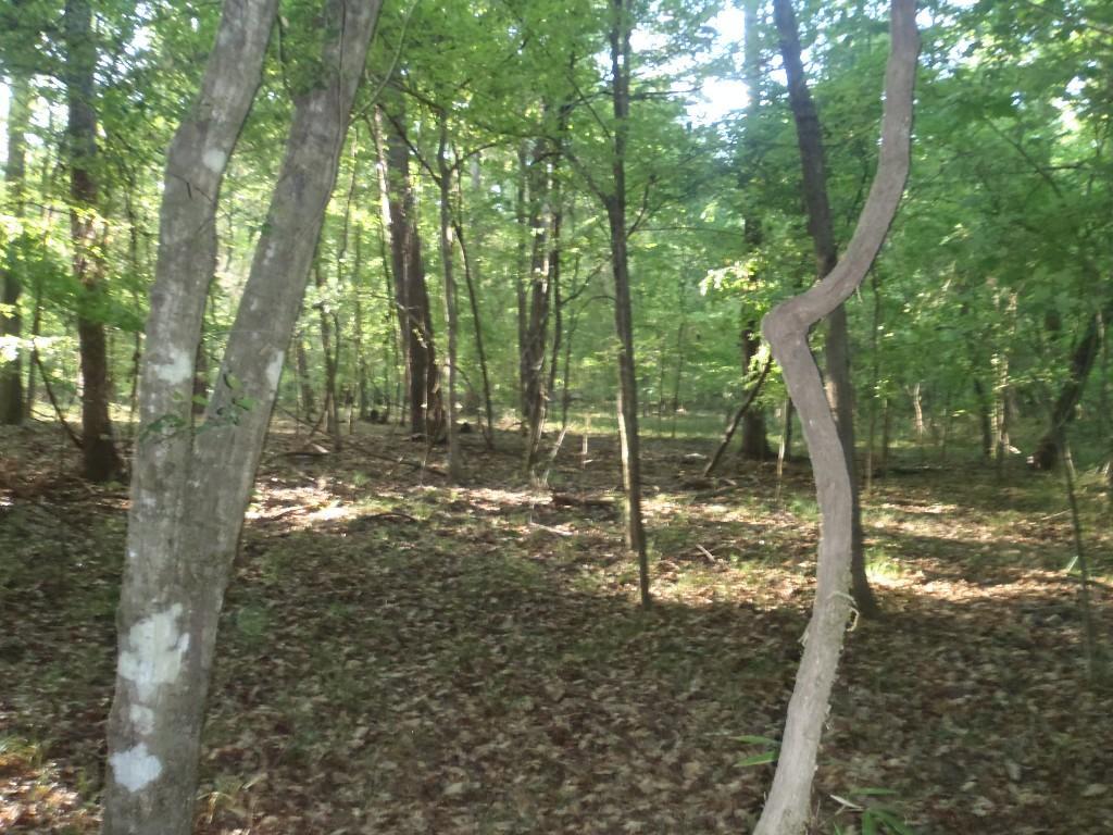 "Sun-dappled forest scene with tall trees, green foliage, and a winding tree trunk in the foreground, on a carpet of fallen leaves." San Felasco Hammock Preserve mountain bike trail.