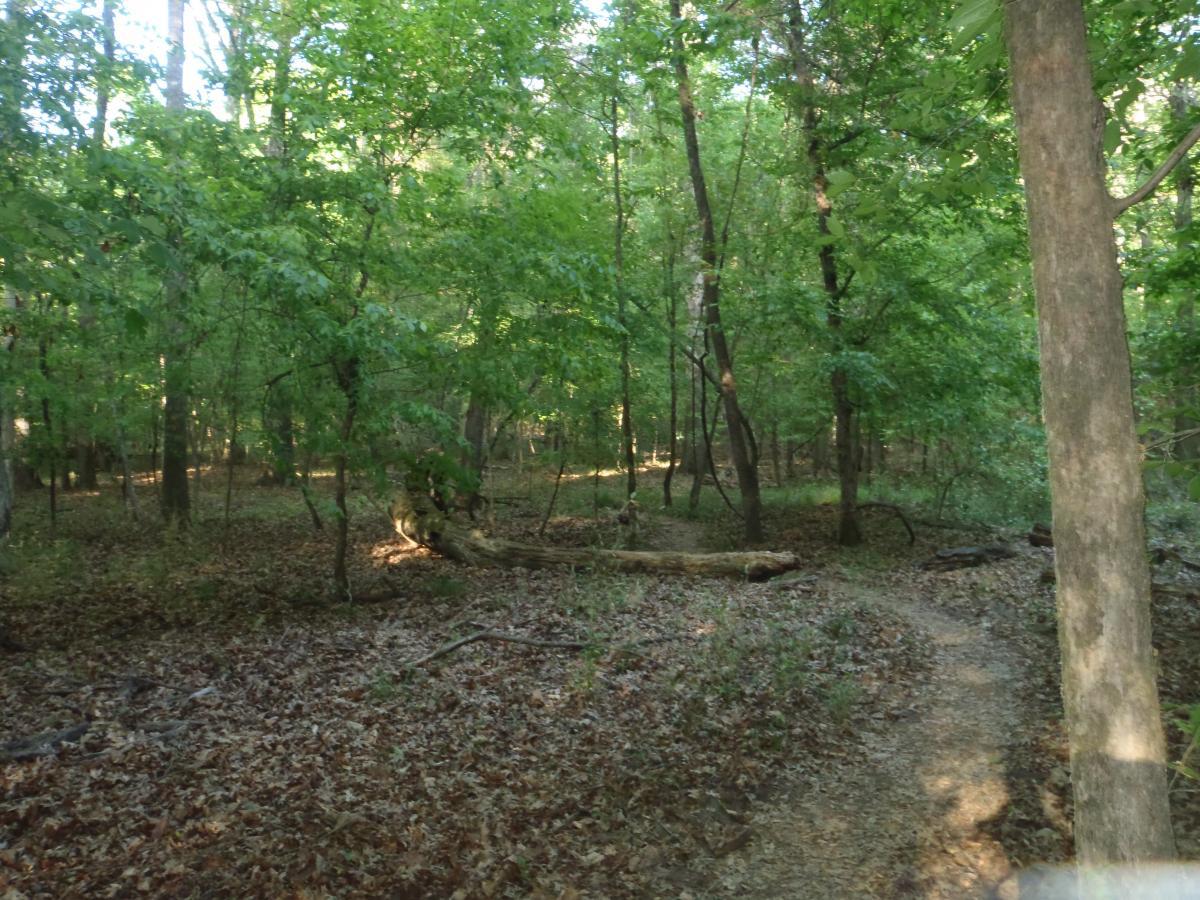 A tranquil forest scene featuring dense green foliage, trees, and a winding dirt path. The ground is covered with brown leaves and twigs, and there are several fallen logs scattered throughout the area, creating a natural and serene atmosphere. Tung Nut Loop mountain bike trail.