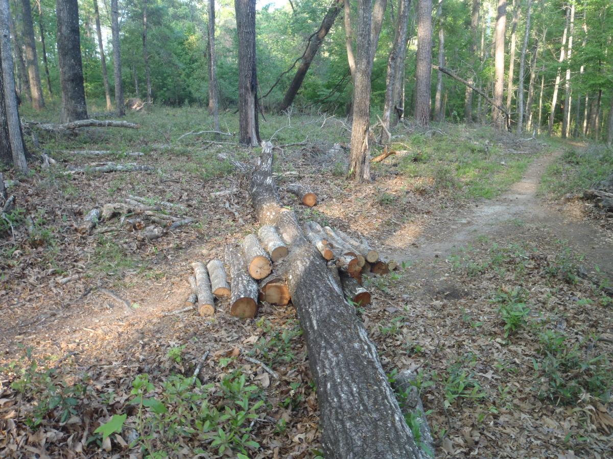 A forest scene featuring a fallen tree trunk with a stack of cut logs beside it. Surrounding foliage includes green leaves, scattered leaves on the ground, and tall trees in the background. A dirt path winds through the scene, leading deeper into the woods. Tung Nut Loop mountain bike trail.