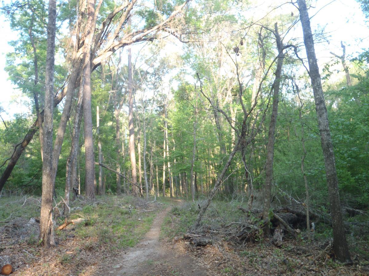 A serene forest path lined with tall trees and lush green foliage, with scattered fallen branches and underbrush along the sides, inviting exploration into the natural surroundings. Tung Nut Loop mountain bike trail.