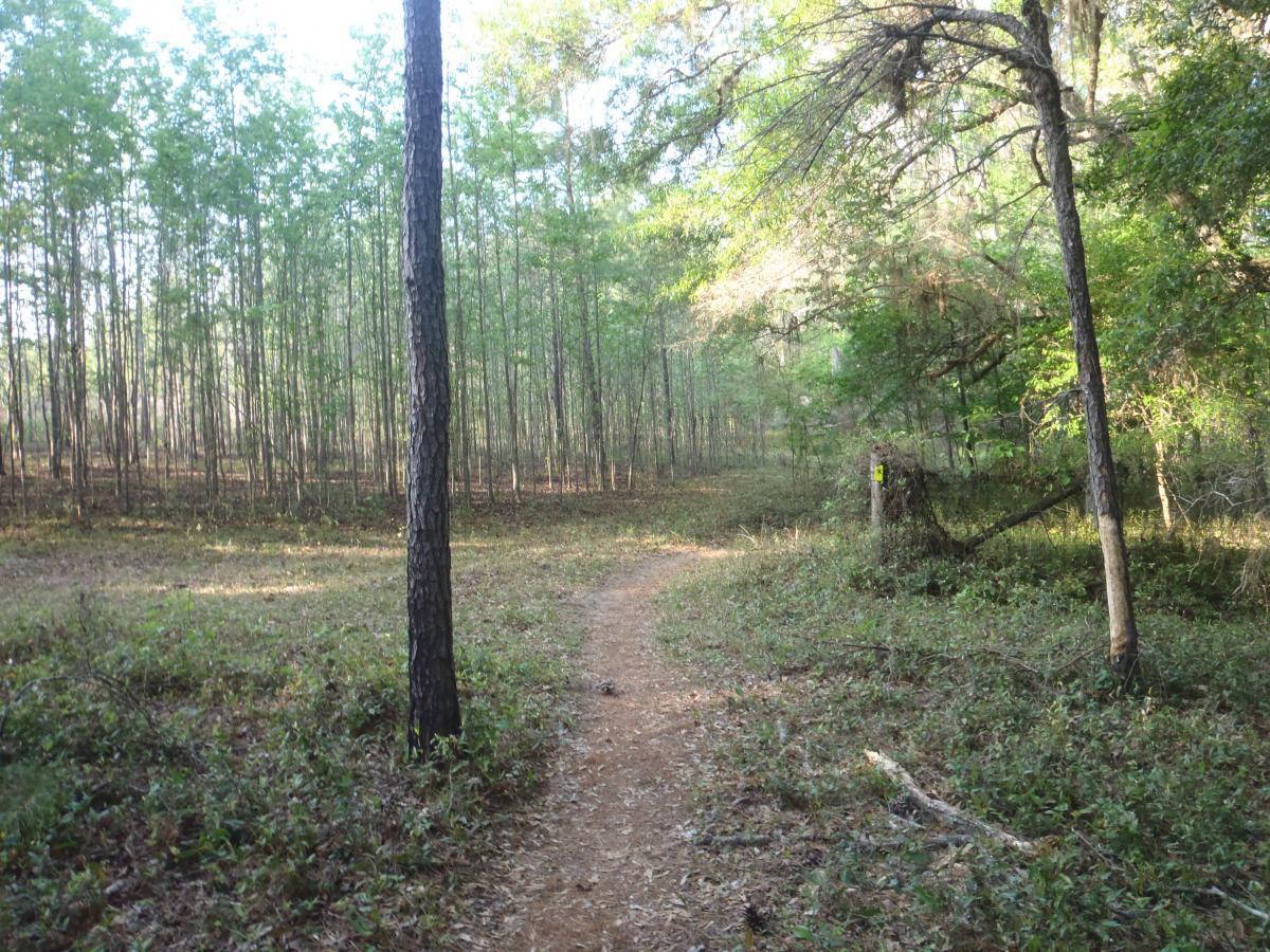 A winding dirt path leads through a serene forest of tall, slender trees with lush green foliage. Sunlight filters through the canopy, illuminating the ground covered with leaves and underbrush. The scene conveys a peaceful, natural environment ideal for walking or hiking. Tung Nut Loop mountain bike trail.