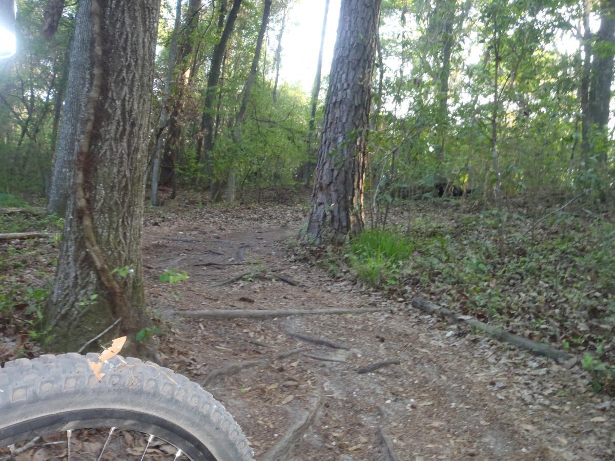 A dirt path winding through a wooded area, surrounded by tall trees and greenery. Part of a bicycle wheel is visible in the foreground, and the ground is covered with fallen leaves and twigs. The scene suggests a peaceful outdoor setting, ideal for biking or hiking. Tung Nut Loop mountain bike trail.