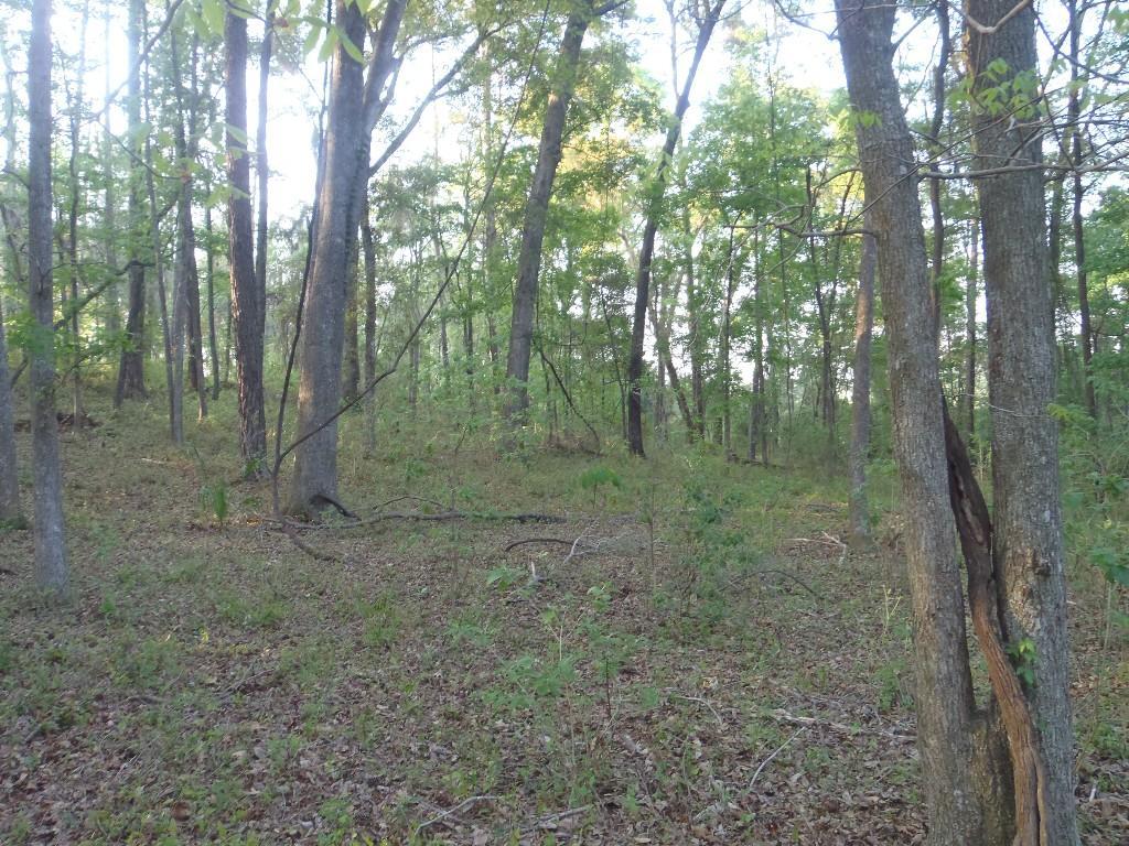 A peaceful forest scene showcasing tall trees with green foliage, dappled sunlight filtering through the leaves, and a forest floor covered with leaves and small plants. The image conveys a tranquil and natural atmosphere. San Felasco Hammock Preserve mountain bike trail.