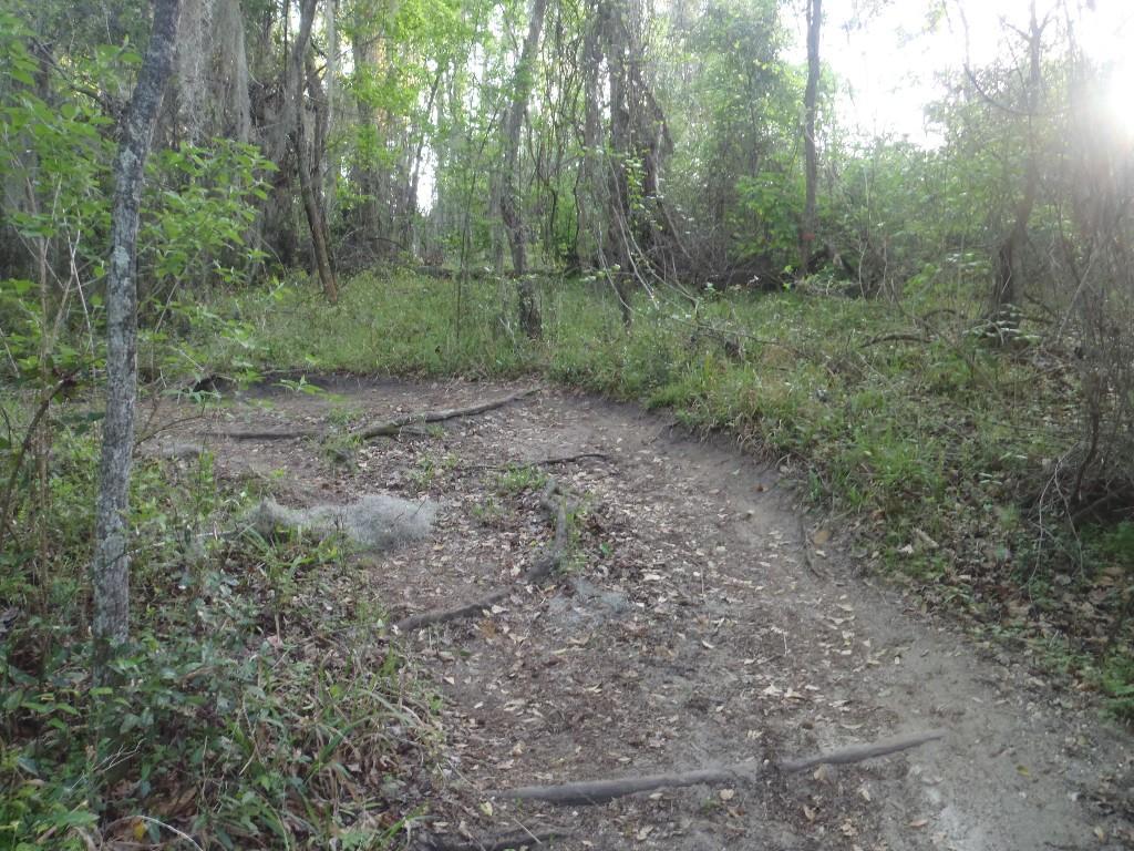 A forest trail winding through dense greenery, featuring dirt paths surrounded by tall trees, shrubs, and underbrush. Sunlight filters through the leaves, creating a serene and natural atmosphere. San Felasco Hammock Preserve mountain bike trail.