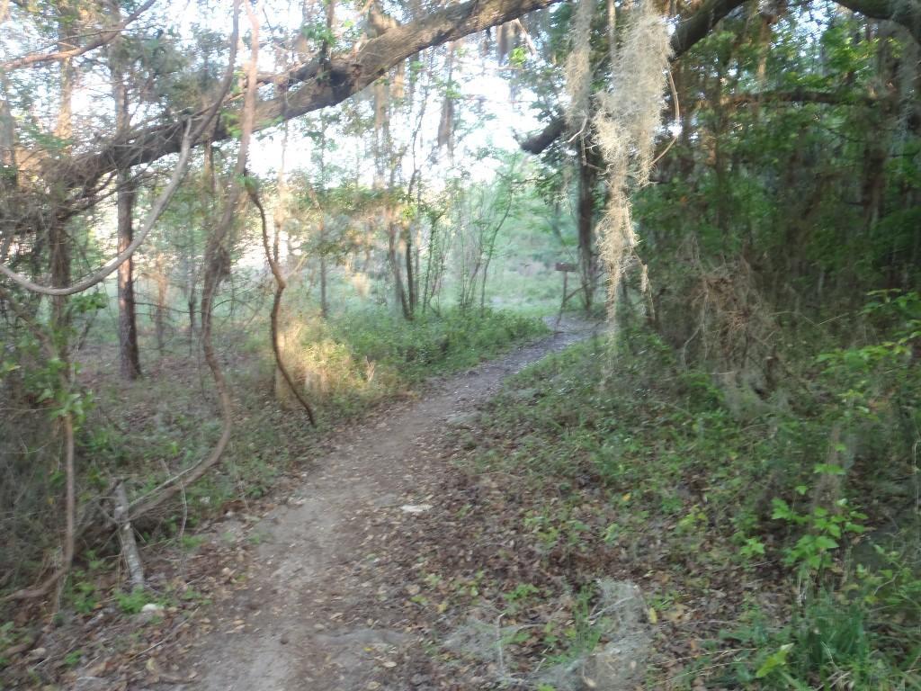 A winding dirt path through a lush green forest, surrounded by trees with hanging moss. Sunlight filters through the foliage, creating a serene and inviting atmosphere in a natural setting. San Felasco Hammock Preserve mountain bike trail.