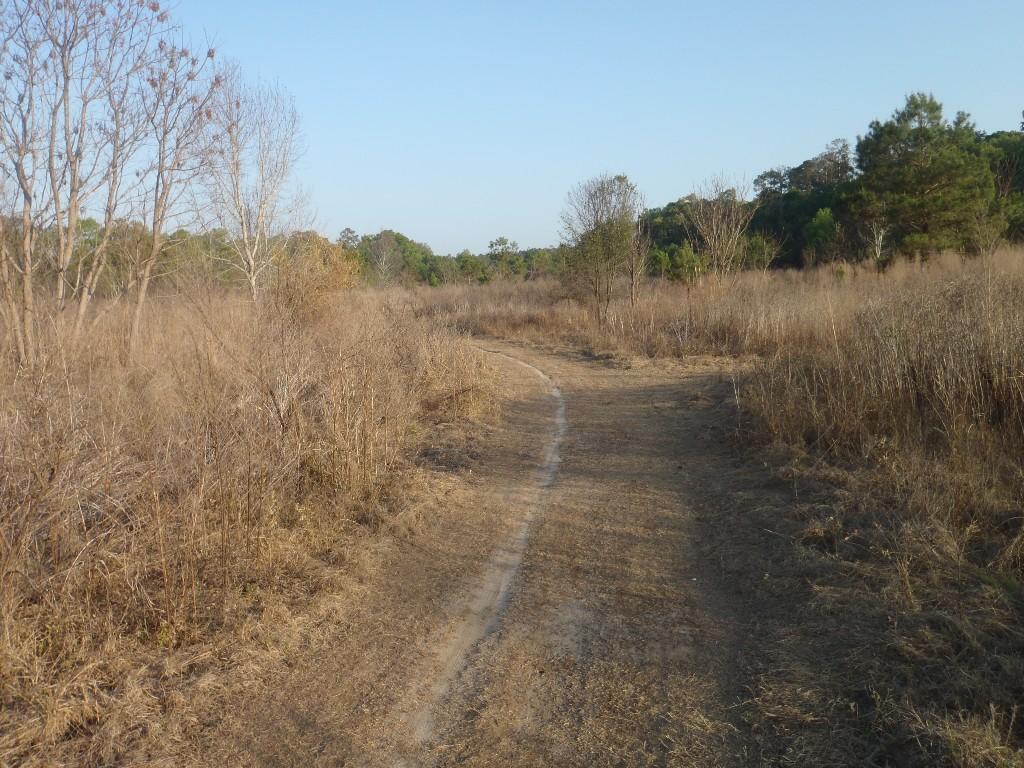 A winding dirt path surrounded by dry grass and sparse trees under a clear blue sky, leading into a natural landscape. San Felasco Hammock Preserve mountain bike trail.