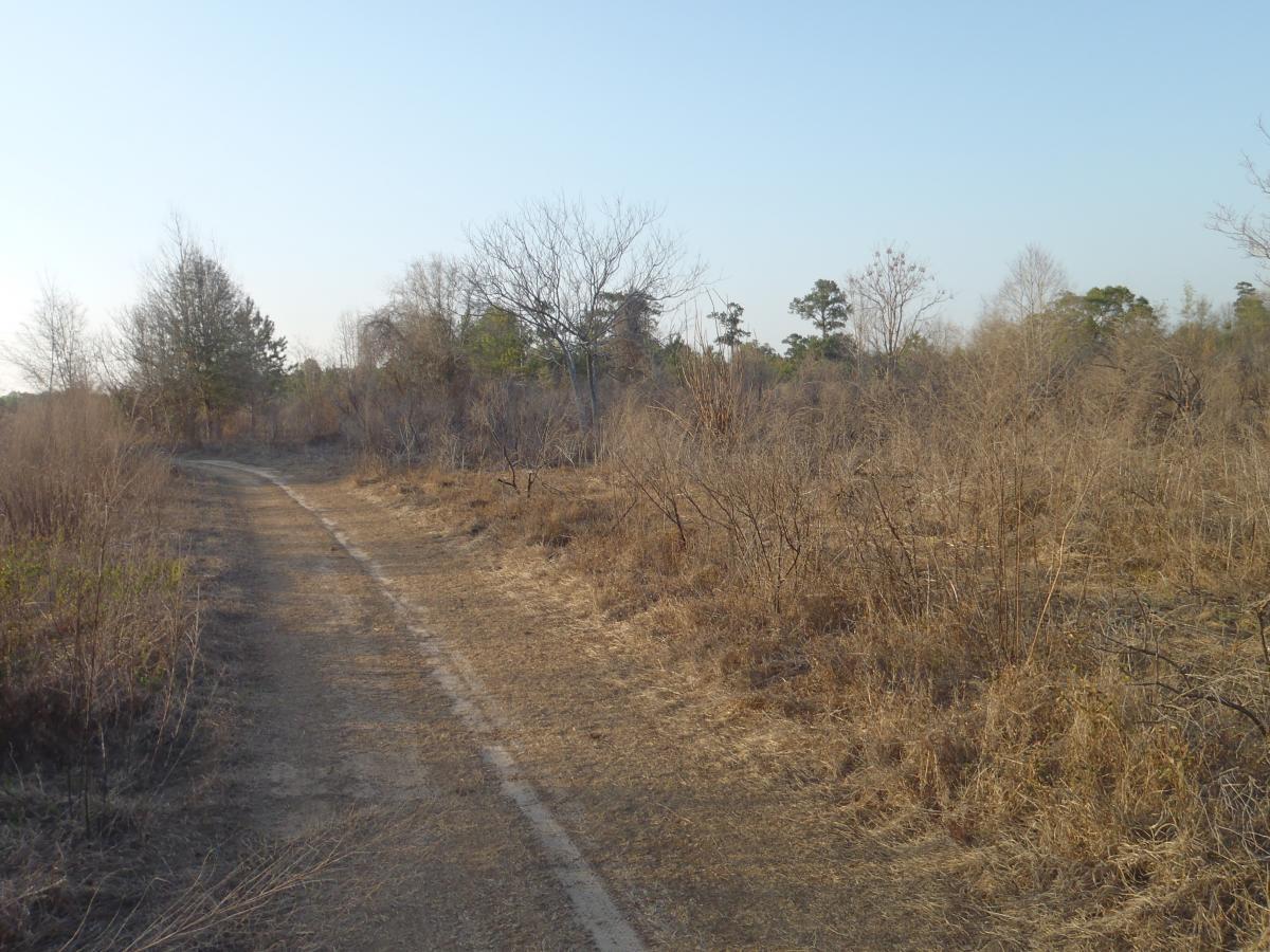 A winding dirt path through a dry, open landscape lined with sparse vegetation and bare trees under a clear blue sky. San Felasco Hammock Preserve mountain bike trail.