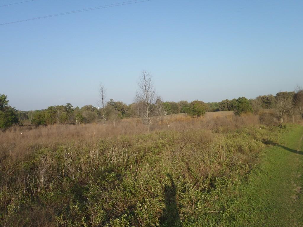 A wide-open landscape featuring tall grasses and sparse trees under a clear blue sky. The foreground includes a patch of green grass, with a path leading into the scene. In the background, a mix of trees and open fields can be seen. San Felasco Hammock Preserve mountain bike trail.