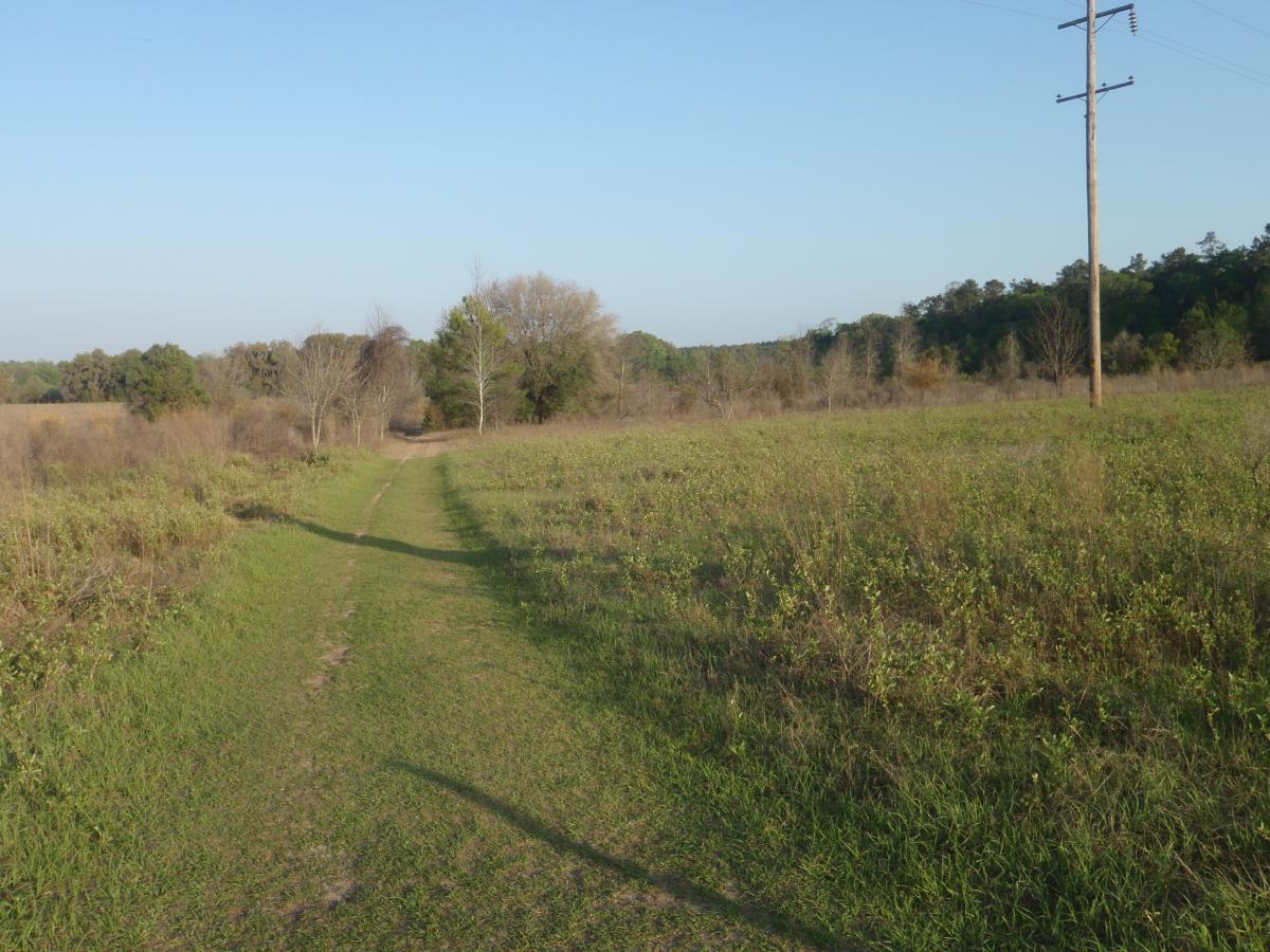 A dirt path winding through tall grass and sparse brush, leading towards a line of trees in a clear blue sky. A power pole is visible along the edge of the path. The landscape appears serene and natural, with different shades of green and brown. San Felasco Hammock Preserve mountain bike trail.