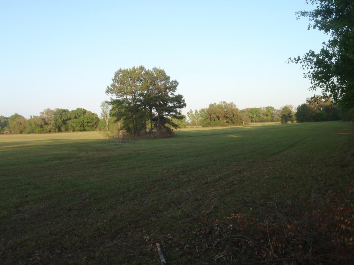 A grassy field with a few trees in the background, under a clear blue sky. The scene is peaceful and open, with a mix of sunlight and shadows creating a calm atmosphere. Meadow View mountain bike trail.