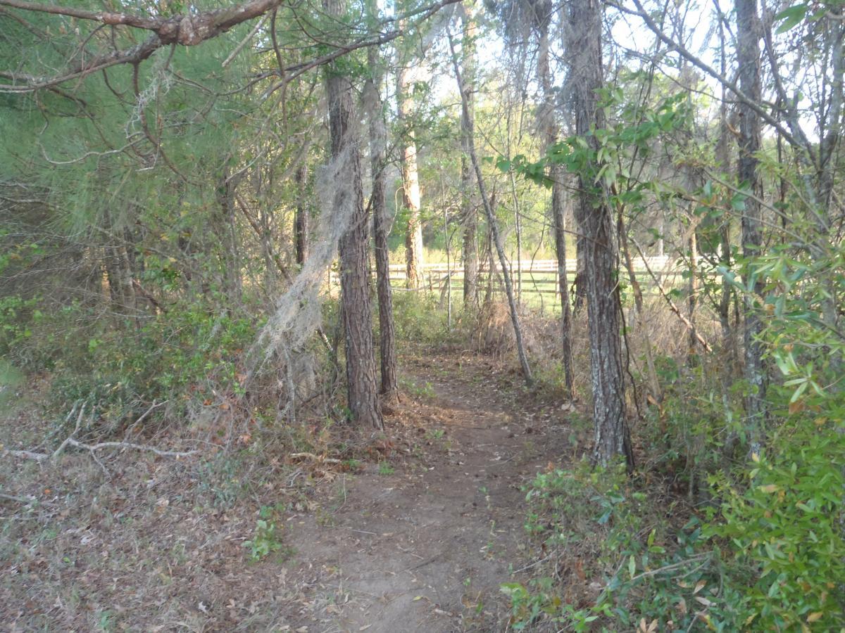 A narrow, winding dirt path surrounded by tall trees and dense greenery, leading through a natural woodland area. Sunlight filters through the leaves, illuminating the path and nearby foliage, with a hint of an open field visible in the background. Meadow View mountain bike trail.