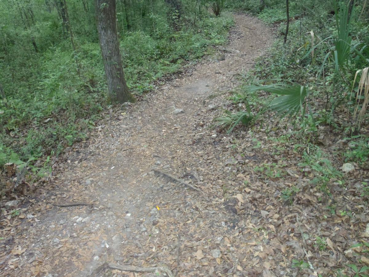 A narrow dirt path winding through a lush, green forest, surrounded by trees and foliage, with scattered leaves covering the ground. Pine Tree Loop mountain bike trail.