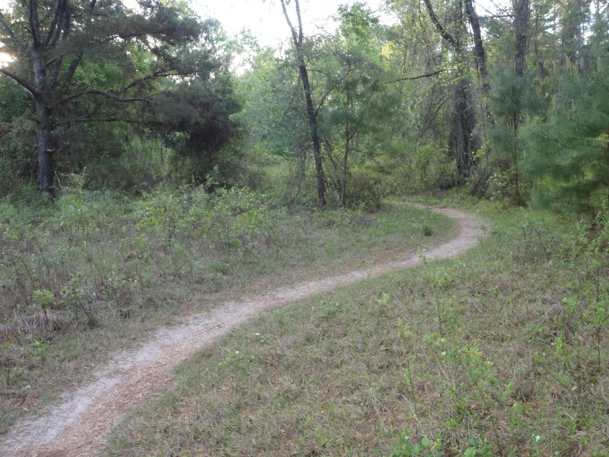 A winding dirt path through a lush green forest, surrounded by trees and underbrush. The scene is illuminated by soft sunlight filtering through the leaves, creating a serene and tranquil atmosphere. Pine Tree Loop mountain bike trail.