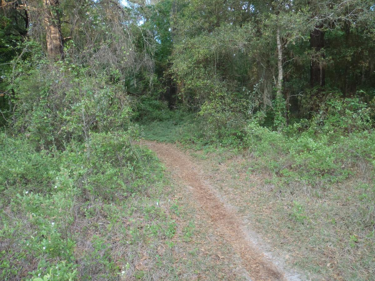A narrow dirt path winding through a lush green forest, with dense vegetation on either side, including shrubs and trees. The scene is tranquil and natural, inviting exploration. Pine Tree Loop mountain bike trail.
