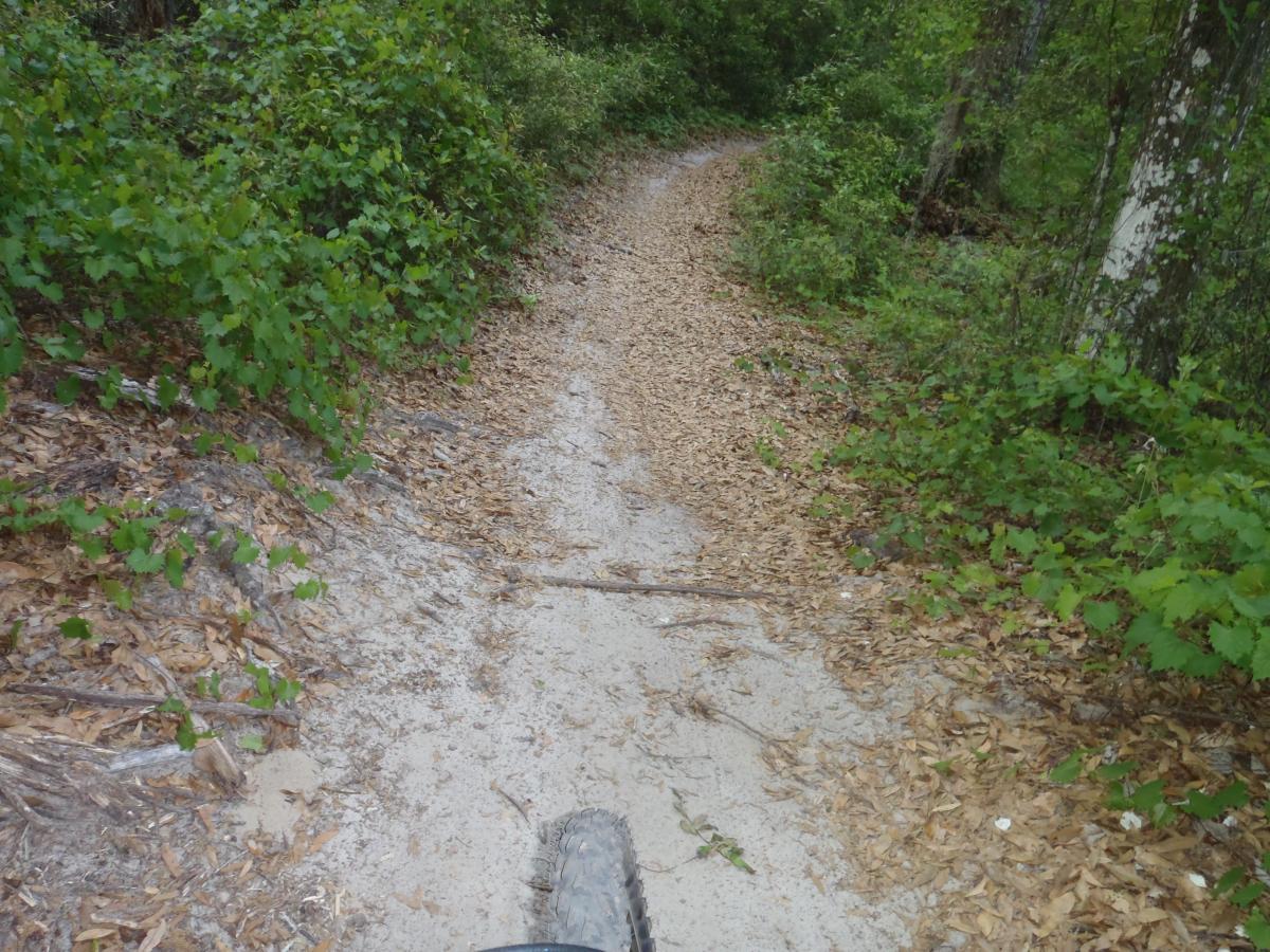 A narrow dirt trail winding through a lush green area, covered with leaves and surrounded by bushes and trees. The perspective suggests a viewpoint from a bicycle or similar vehicle, with the trail slightly curving into the distance. Pine Tree Loop mountain bike trail.