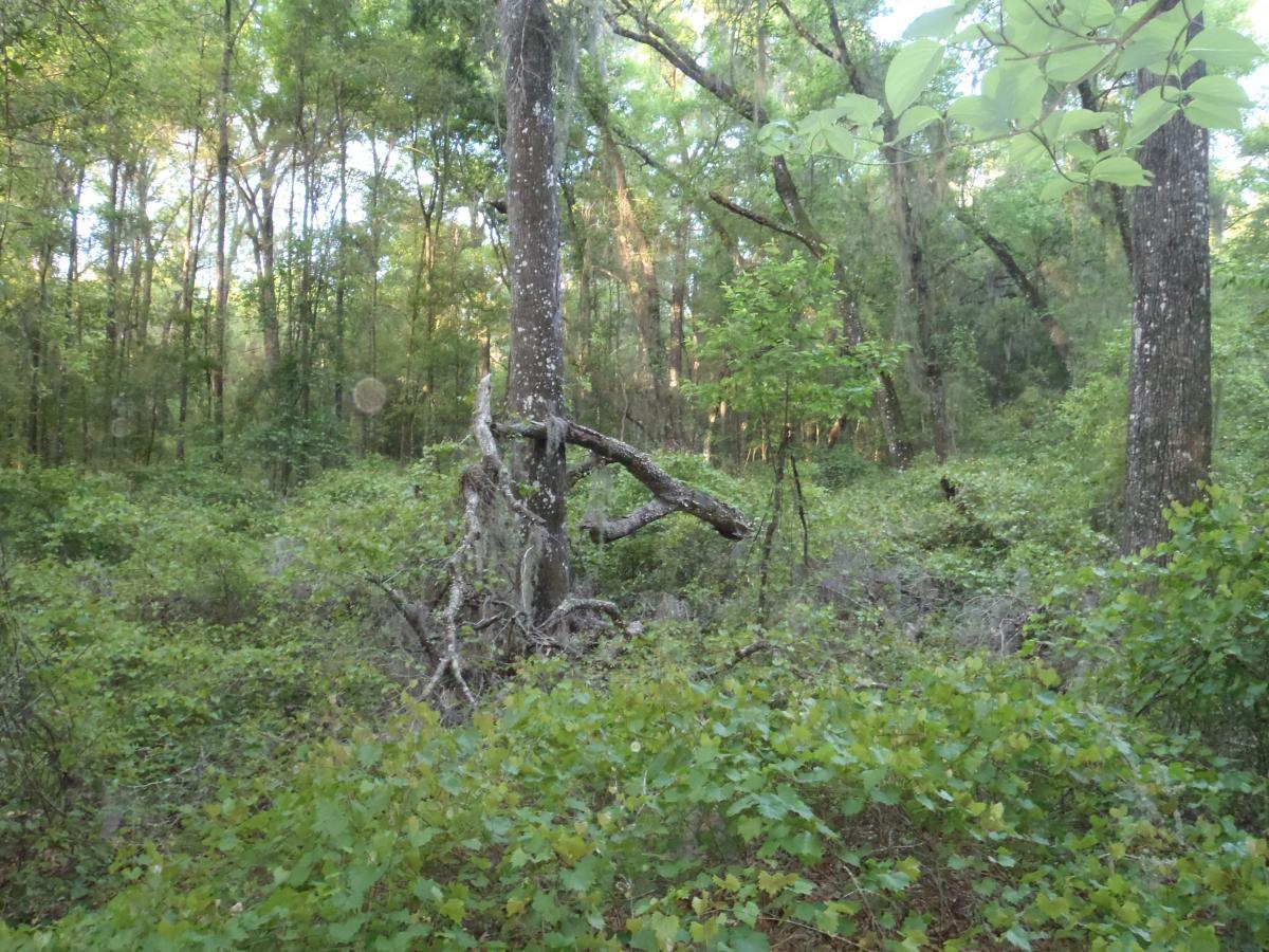 A dense forest scene featuring tall trees with green foliage, surrounded by underbrush and various plants. A prominent tree with a unique, twisted branch stands in the foreground. Sunlight filters through the canopy, creating a serene and natural atmosphere. Pine Tree Loop mountain bike trail.
