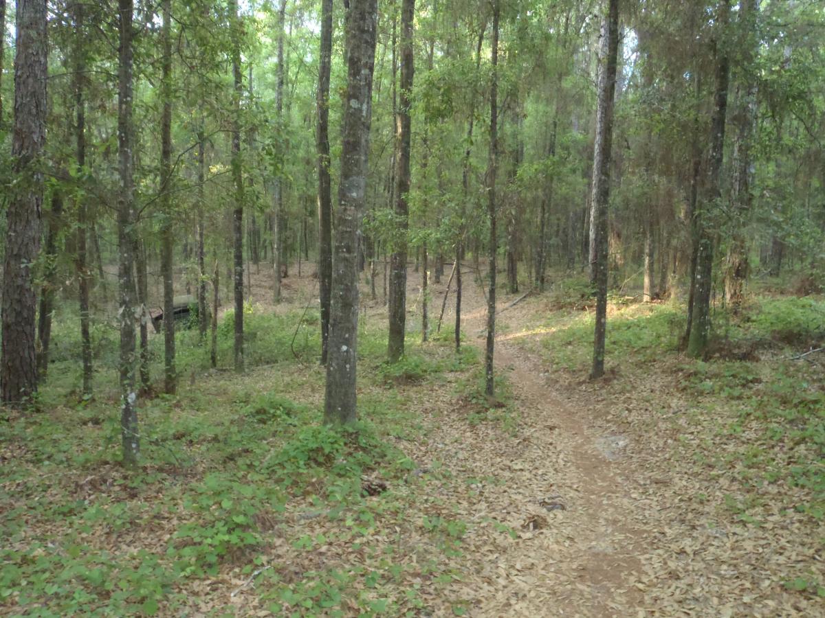A narrow dirt path winds through a lush green forest, surrounded by tall trees with varying foliage. The forest floor is covered in fallen leaves and small plants, creating a natural, tranquil atmosphere. Sunlight filters through the trees, casting gentle light on the scene. Pine Tree Loop mountain bike trail.