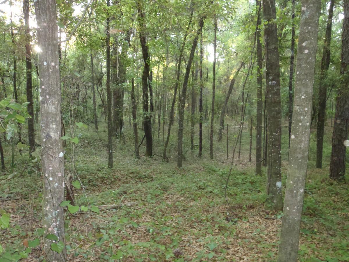 A serene view of a dense forest featuring tall trees, lush green foliage, and a carpet of fallen leaves. The sunlight filters through the canopy, creating a tranquil and natural atmosphere. Pine Tree Loop mountain bike trail.