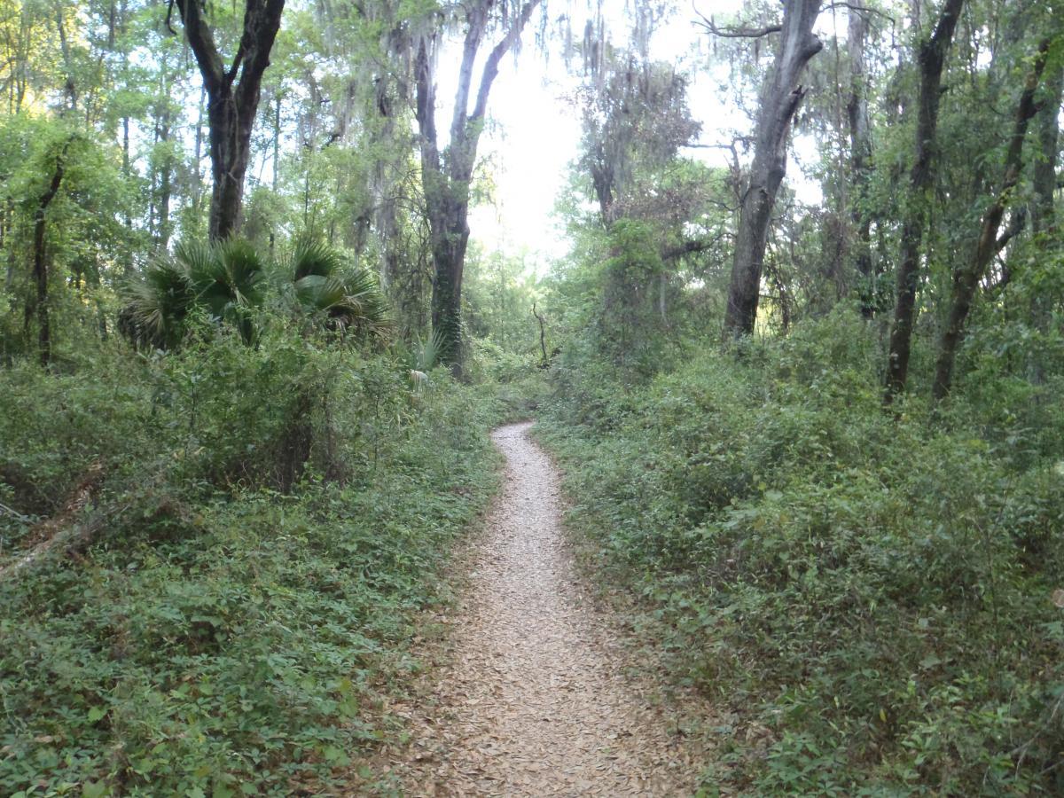 A winding dirt path through a lush green forest, bordered by dense underbrush and tall trees. Sunlight filters through the leaves, creating a serene and inviting atmosphere perfect for a nature walk. Pine Tree Loop mountain bike trail.