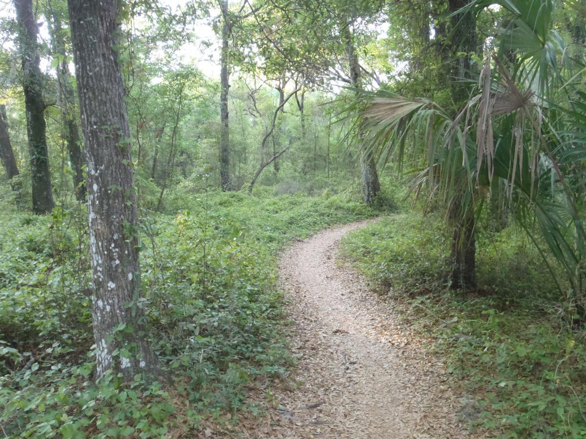 A winding dirt path through a green forest, surrounded by trees and dense foliage, with sunlight filtering through the leaves. Pine Tree Loop mountain bike trail.