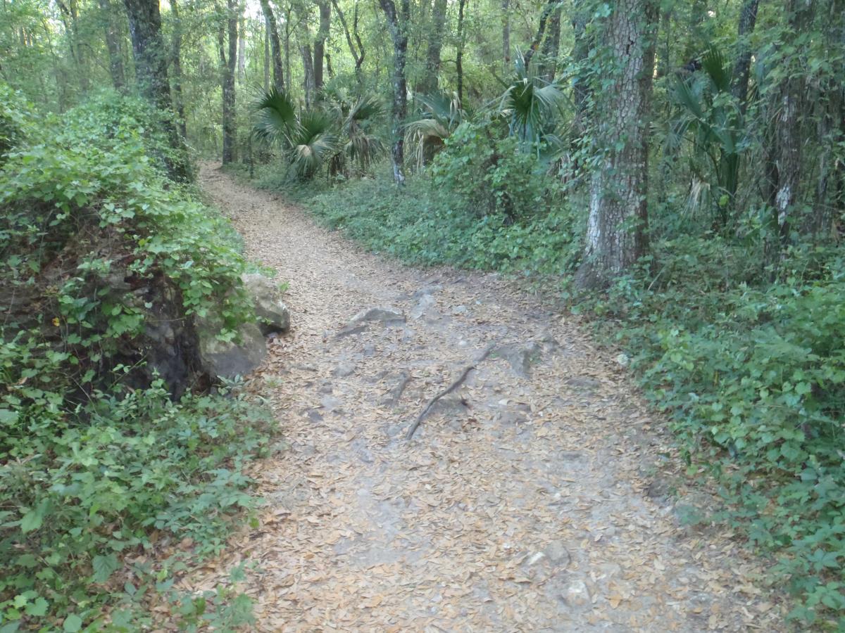 A winding dirt path through a dense forest, surrounded by lush green foliage and trees. The ground is covered with fallen leaves and some rocky areas are visible along the trail. Pine Tree Loop mountain bike trail.