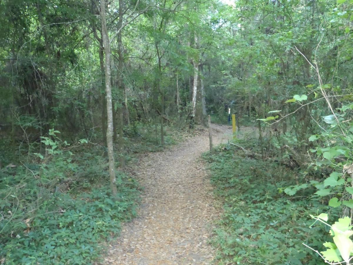 A narrow dirt path winding through a dense forest, bordered by trees and lush greenery. The ground is covered with fallen leaves, and a trail marker can be seen in the distance along the right side of the path. The scene conveys a peaceful, natural setting. Pine Tree Loop mountain bike trail.
