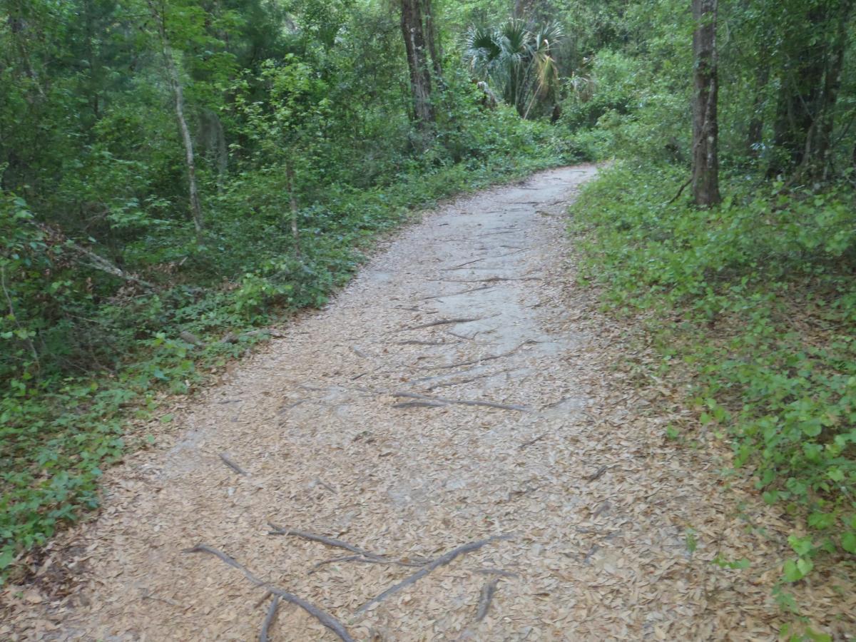 A winding dirt path through a lush forest, surrounded by green foliage and scattered leaves. The pathway is lined with small twigs and branches, leading deeper into the tranquil woods. Pine Tree Loop mountain bike trail.