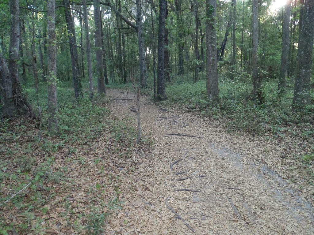 A peaceful forest pathway surrounded by trees, with a dirt trail covered in fallen leaves and scattered twigs. The setting is lush and green, suggesting a tranquil natural environment. Santos mountain bike trail.