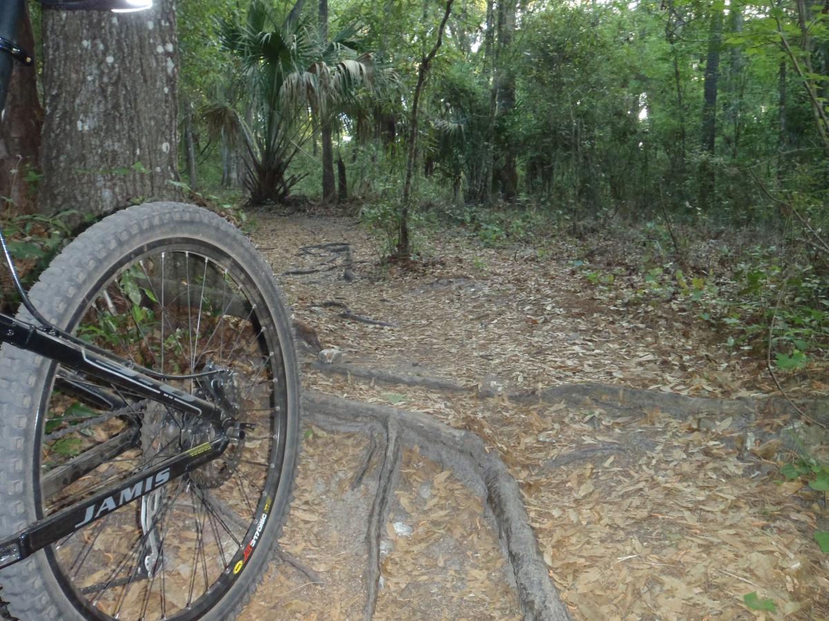 A close-up view of a mountain bike resting beside a dirt trail in a wooded area, featuring leaf-covered ground and exposed tree roots. The background shows lush greenery and tree trunks, creating a natural, outdoor setting. Dr Ruth mountain bike trail.
