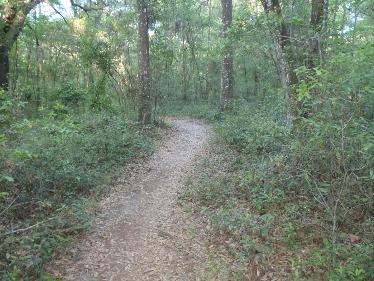 A winding dirt path through a lush green forest, bordered by trees and underbrush, with scattered leaves on the ground. The path curves gently to the right, inviting exploration into the tranquil natural surroundings. Dr Ruth mountain bike trail.