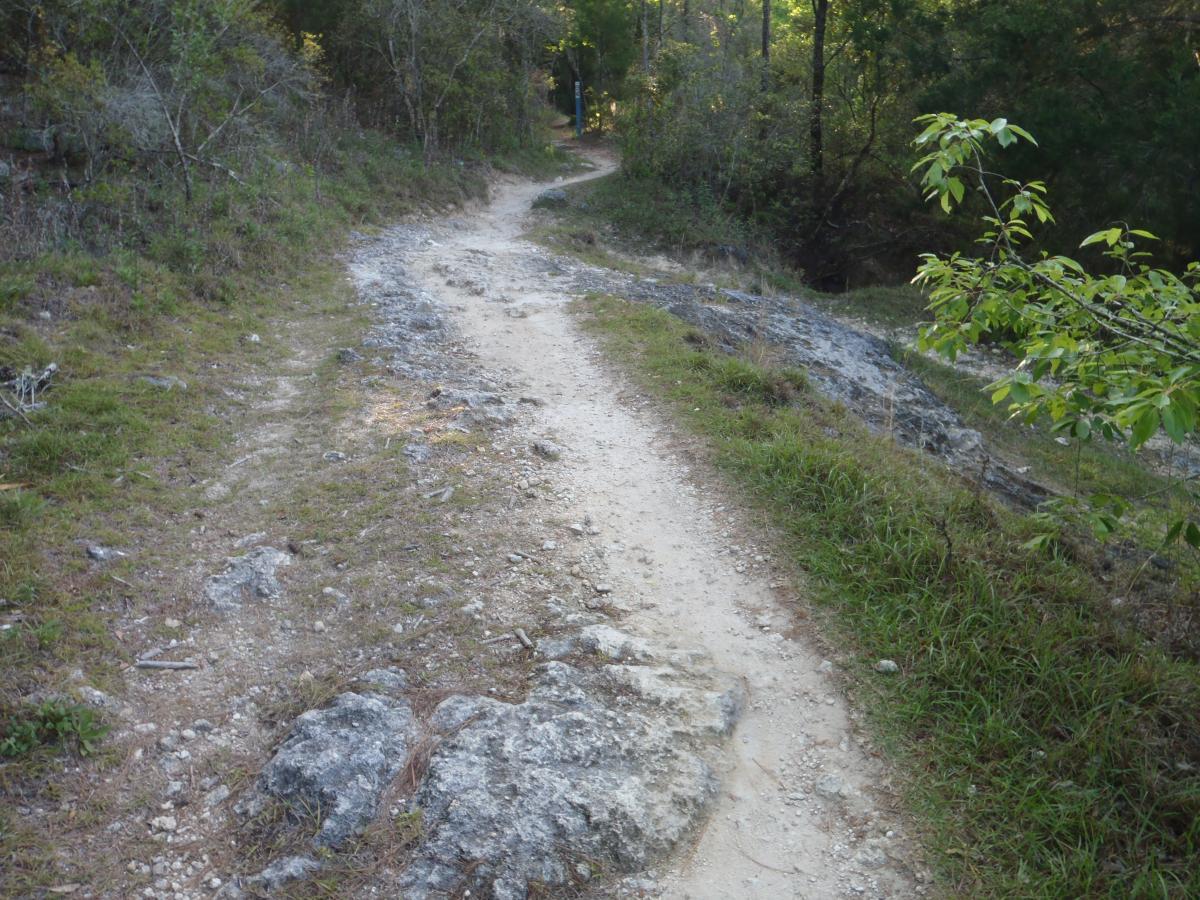 A winding dirt path surrounded by greenery and rocky terrain, leading through a forested area. Sunlight filters through the trees, casting soft shadows on the trail. Dr Ruth mountain bike trail.